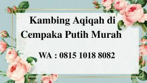 Kambing Aqiqah di Cempaka Putih
