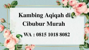 Kambing Aqiqah di Cibubur