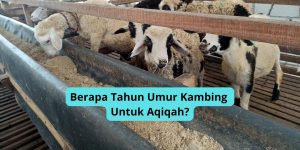 Berapa Tahun Umur Kambing Untuk Aqiqah