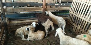 Kambing Untuk Aqiqah Jantan Apa Betina